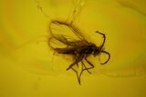 Four Fossil Flies (Diptera) In Baltic Amber - Jewelry Quality #128357-4